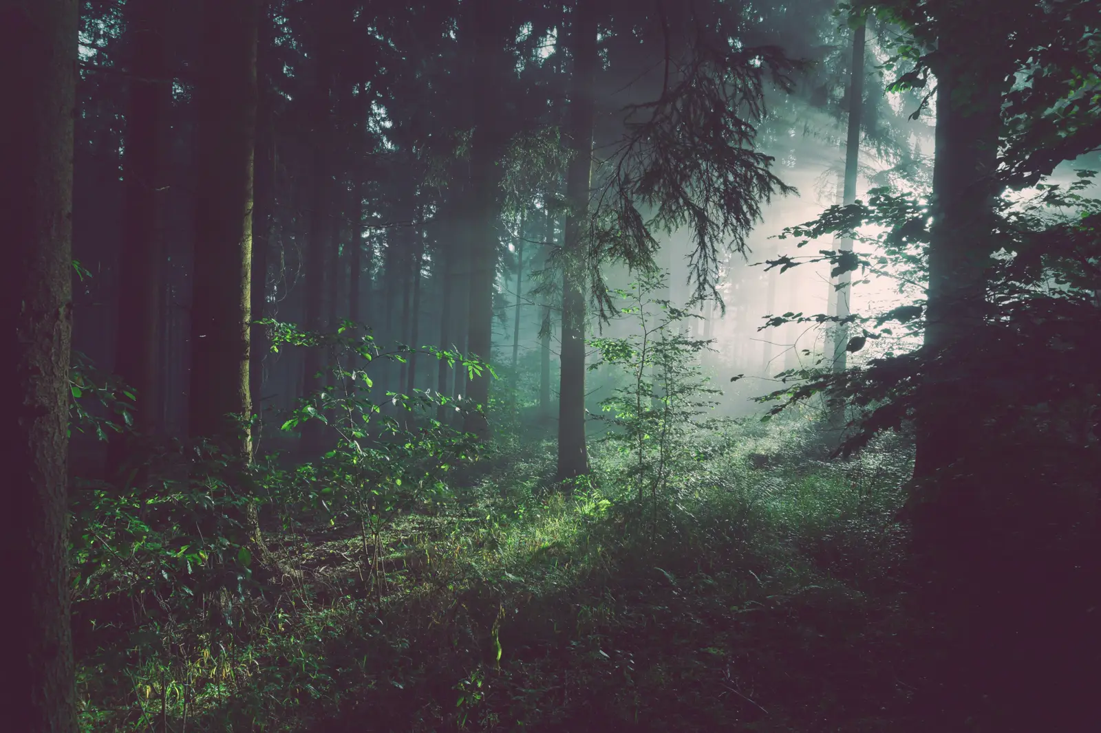 Sunlight through a misty pine forest